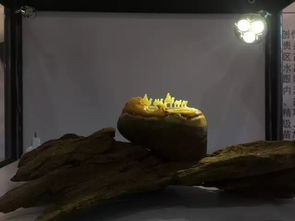 2017广西工艺美术作品、旅游工艺品暨大师精品展览盛大开幕，彩灯艺术璀璨生辉